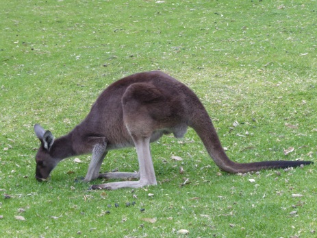 You can never have too many kanga pics, right?